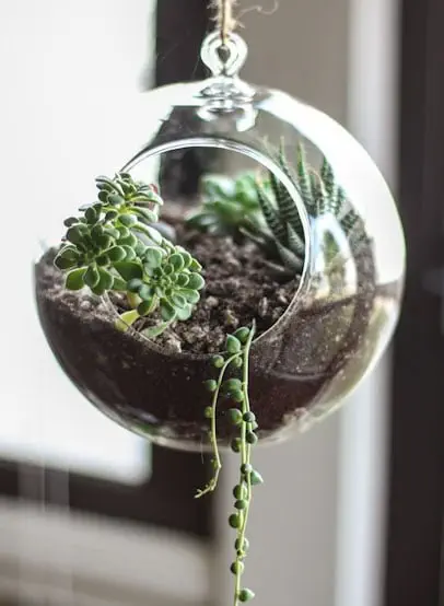 terrarium-6