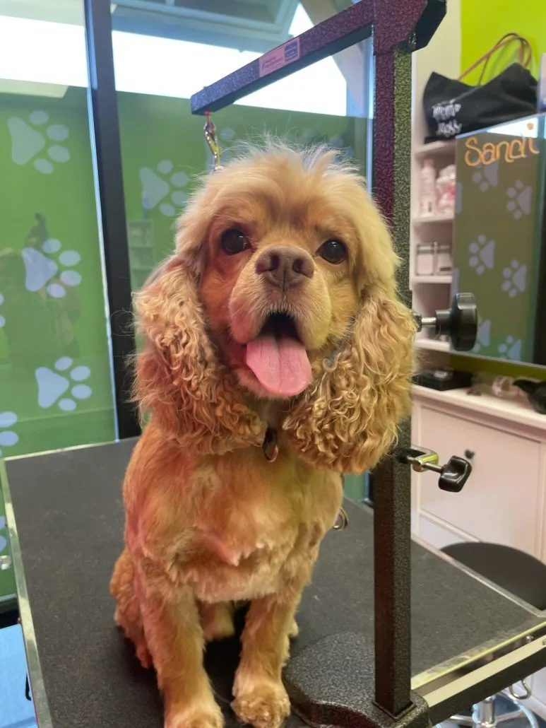 Splash and Dash Groomerie & Boutique