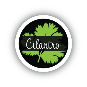 cilantro 300x300
