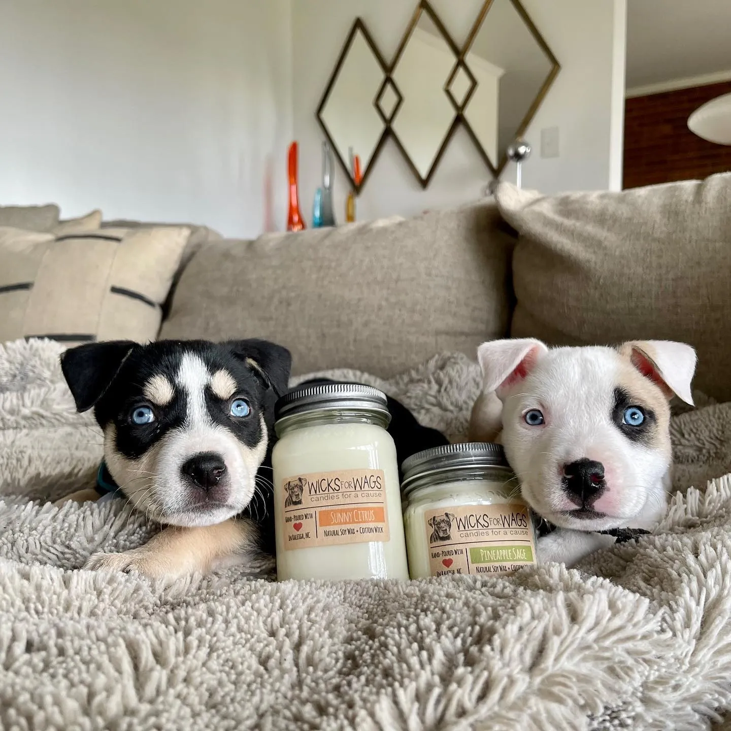 wicks for wags 2 doggo