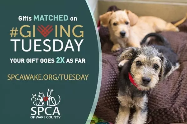 SPCA Giving Tuesday