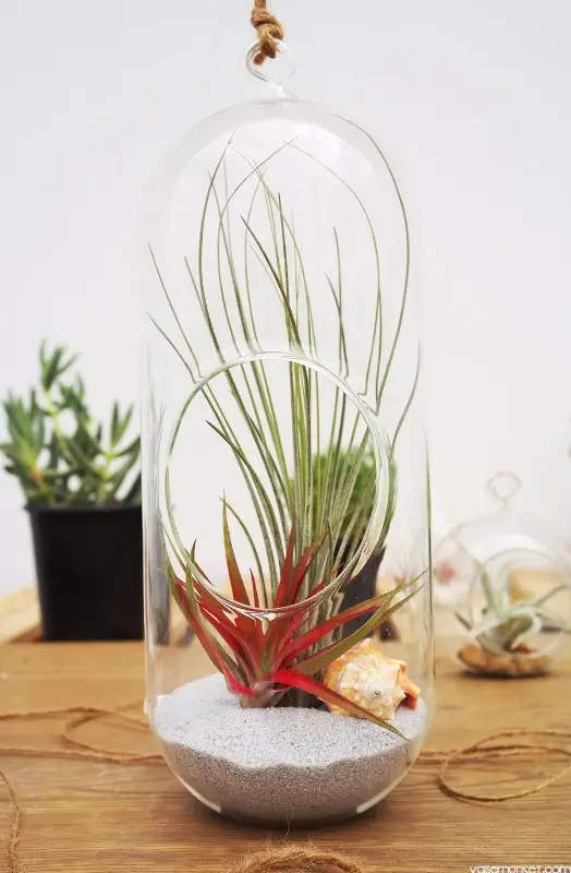 terrarium-tall