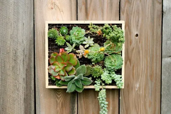 boxgarden-1