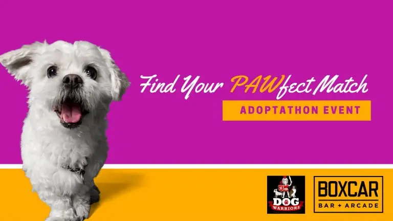 Pawfect Match Adoptathon 768x432