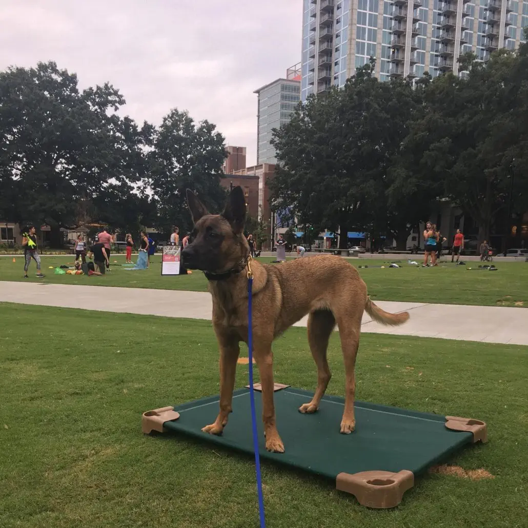 Oak City K9
