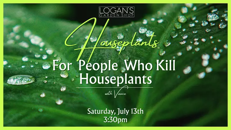 Houseplants for People Who Kill Houseplants 71324 1920 x 1080 px r