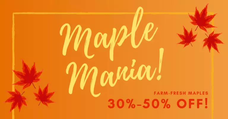 Maple Mania Sale 2024 1920 x 1005 px 1 768x402