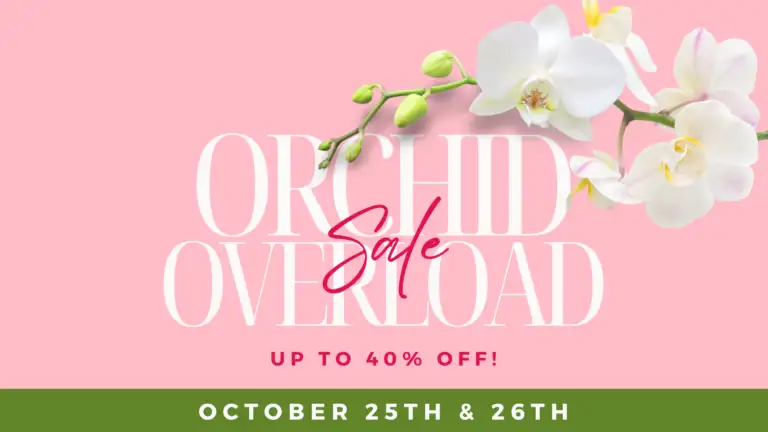 Orchid Overload Sale 102524 102624 1920 x 1080 px 768x432