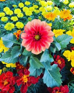 Flowers at Logan's Garden Shop